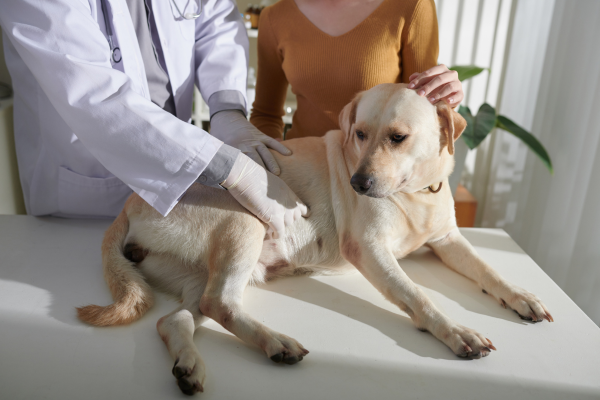 Hmatové vyšetření psa veterinárním lékařem